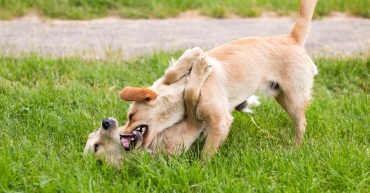 two medium-sized dogs fighting in a park