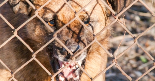 large dog barking at a chain fence