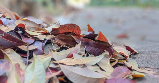 Leaves on sidewalk