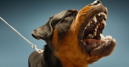 close up image of a Rottweiler with its mouth open